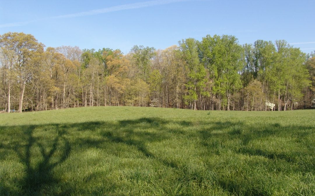 Top 10 Facts About Natural Cemeteries