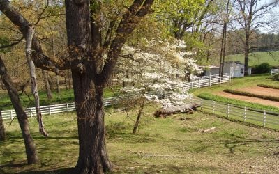 Why is Preplanning Your Green Funeral Beneficial?