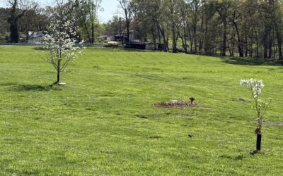 Green Burial Tips for Hosting a Sustainable Celebration of Life